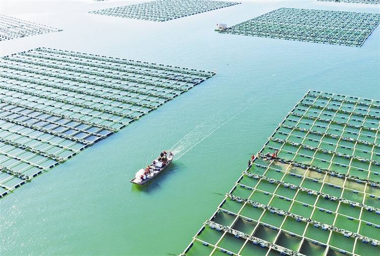 工廠化循環水系統調制海水，內陸城市也能養出大白蝦！