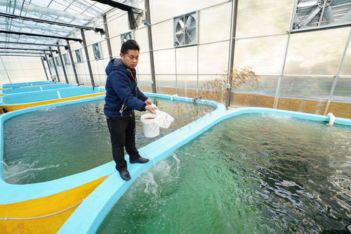 貴州丹寨創新“反租倒包” 內陸水產養殖激活鄉村振興新引擎