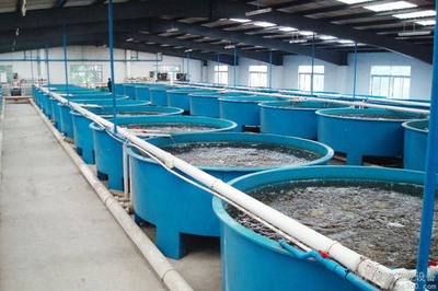 布袋式工廠化循環水養殖南美白對蝦試驗總結與內陸市場前景分析
