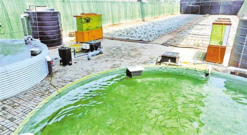 寧夏 讓更多優質水產品“游”向千家萬戶