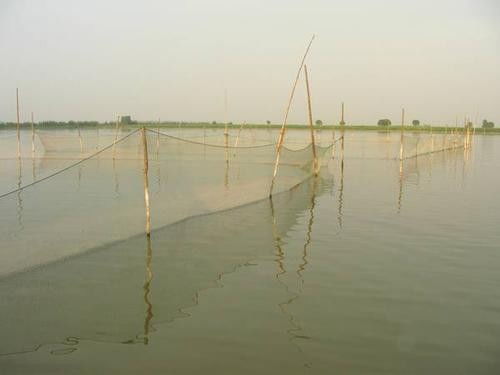羅田養魚水質差怎么辦？益富源水產益生菌助力內陸養殖升級