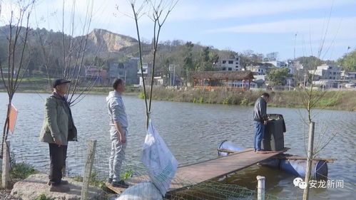 中壇古寨 內陸水產養殖提升土地經濟效益的新探索