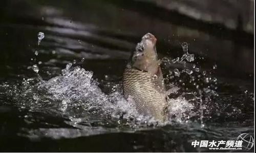 新冠疫情防控期間水產養殖病害防控別松懈